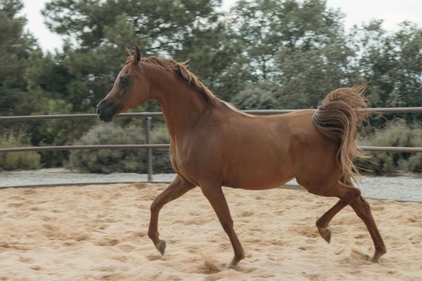 Round Pen